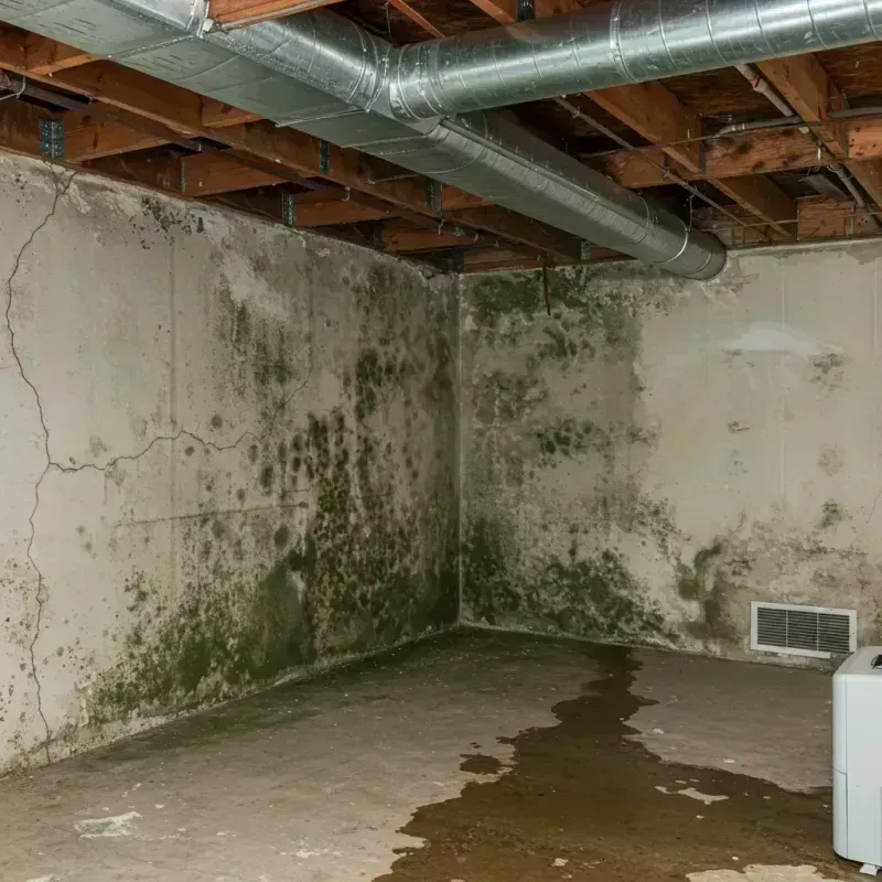 Professional Mold Removal in Farley, IA